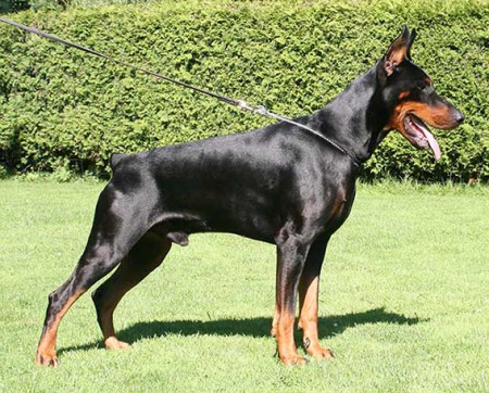 Otec - Don Diego vom Harten Kern